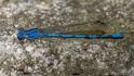 Argia chelata (Big Blue Dancer) male.jpg